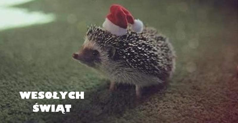 Zyczy Jerzyk !