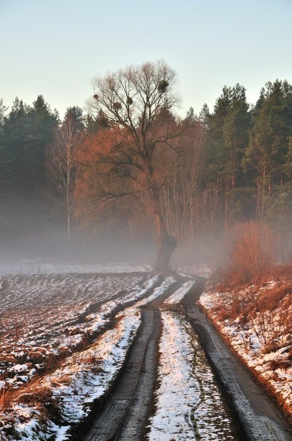 Wieczorna mgiełka