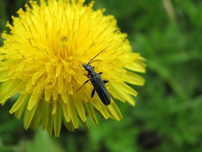 zalęszczyca (Oedemeridae sp.) na kwiatuszku gdzies w B.Niskim