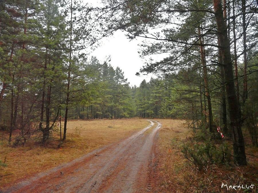 Las koło Zendka
