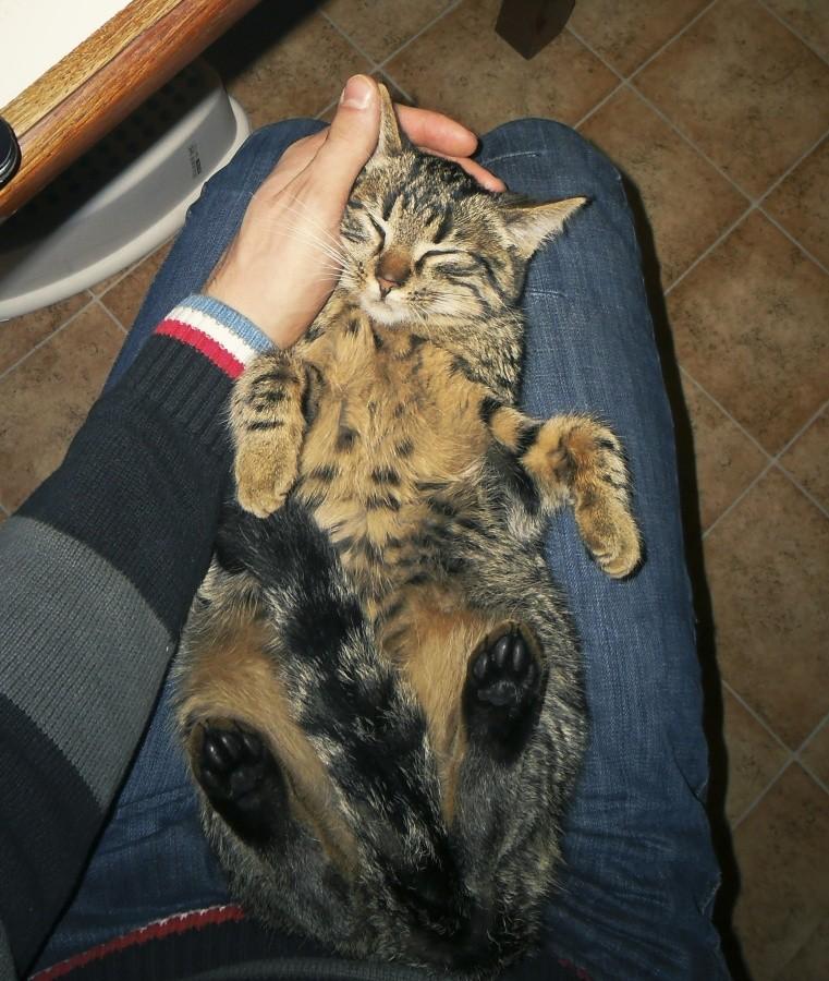 Oooooo jaka kicia fajna:))