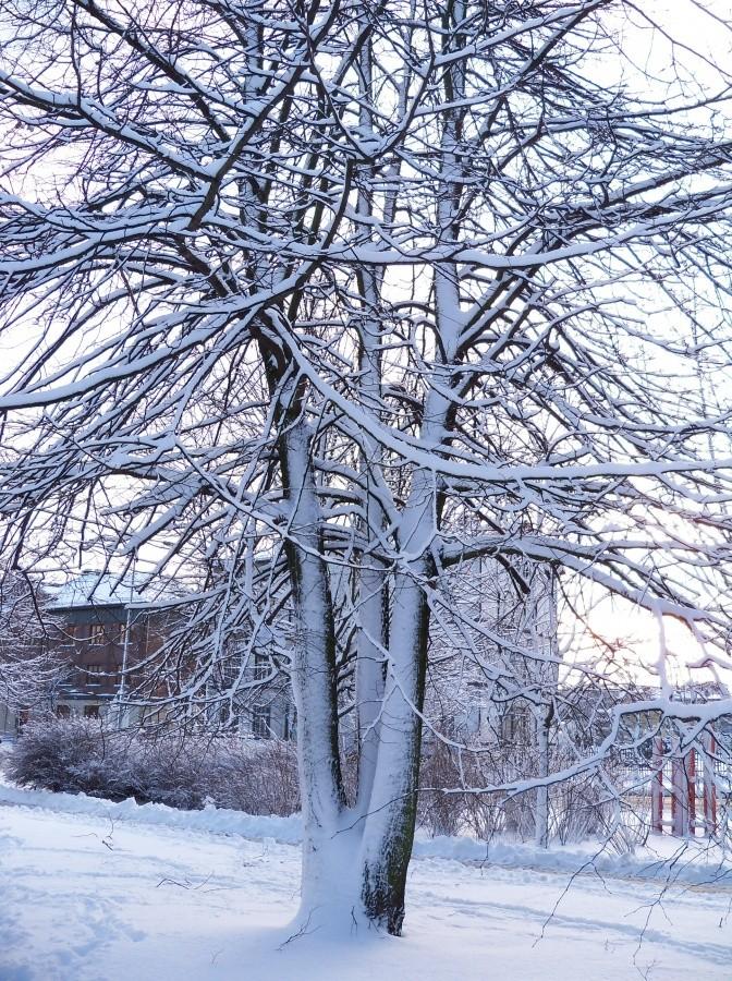 ELBLĄG - ZIMA 2012