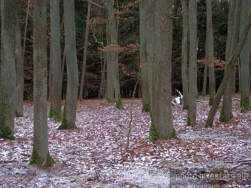 im głebiej, tym mroczniej - lasy Puszczy Zielonka