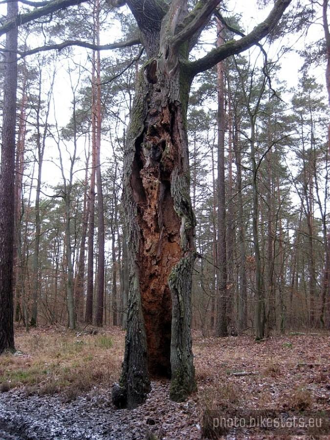 chory dąb przy trasie rowerowej R4 z Dąbrówki Kościelnej do Głeboczka