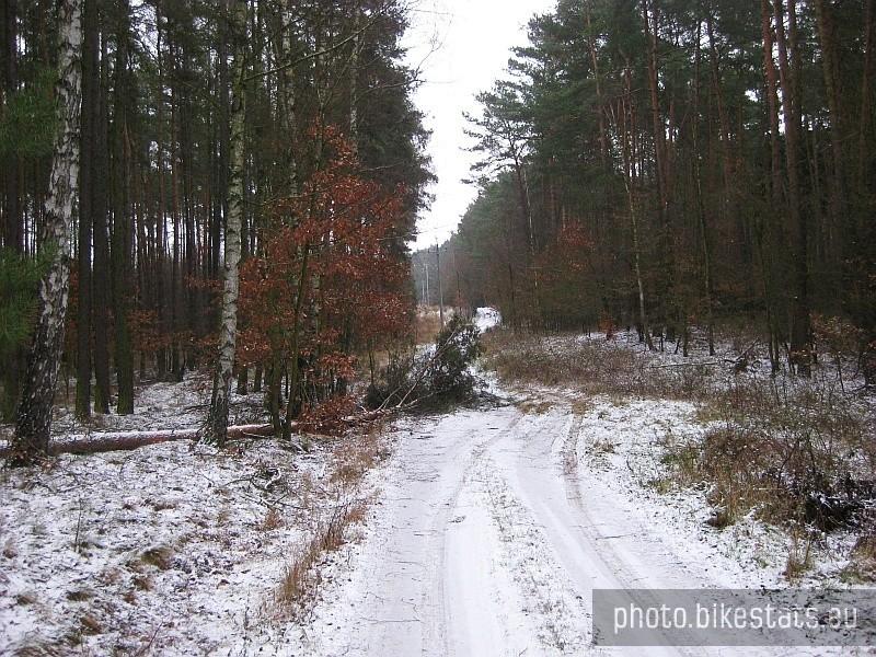 Powalone drzewo na czarnym szlaku.