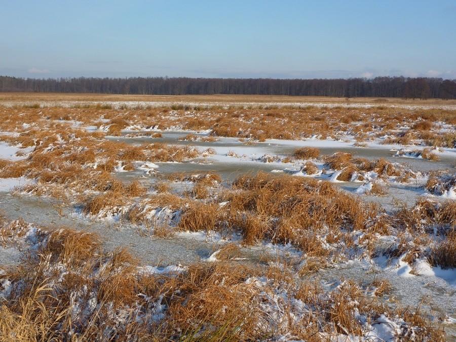 Turzycowisko zimą. Kampinoski Park Narodowy