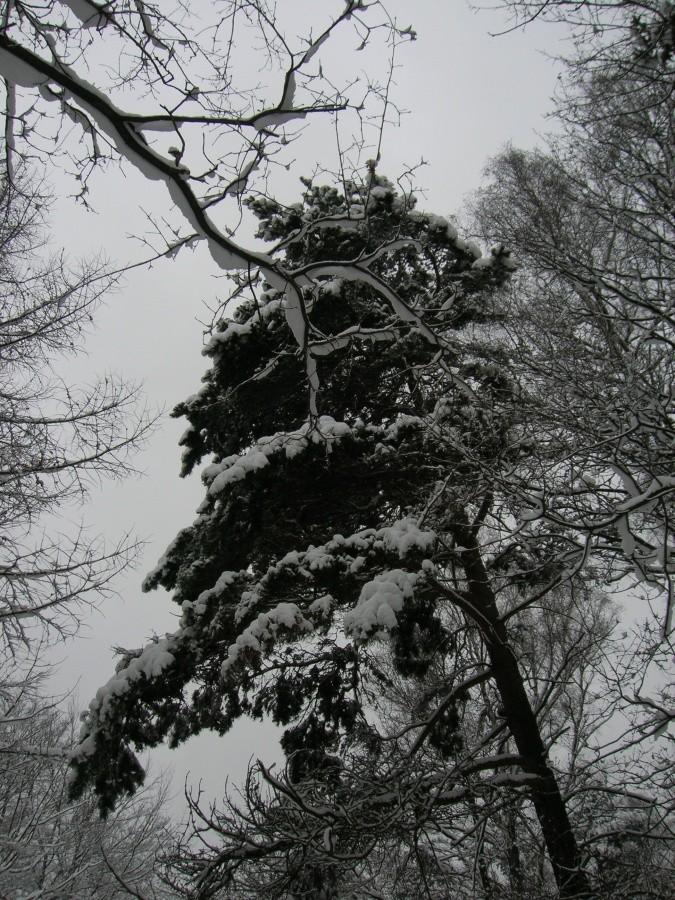 Bajkowy Las Miechowicki