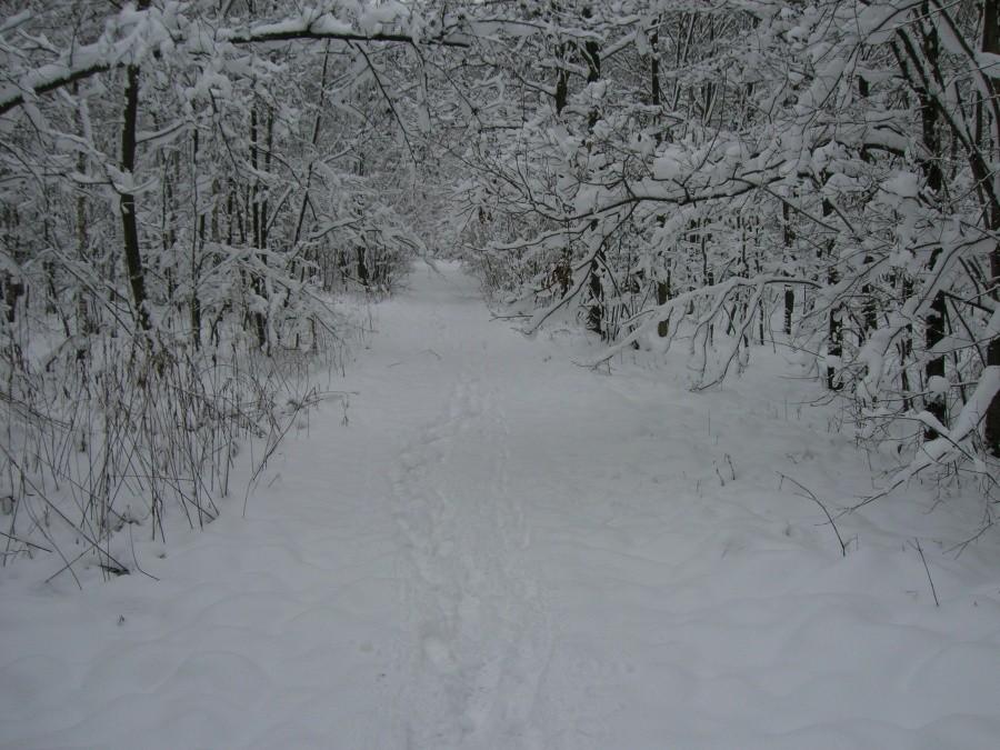 Bajkowy Las Miechowicki