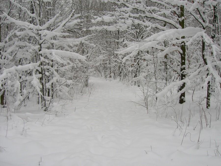 Bajkowy Las Miechowicki