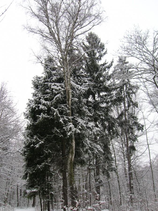 Bajkowy Las Miechowicki