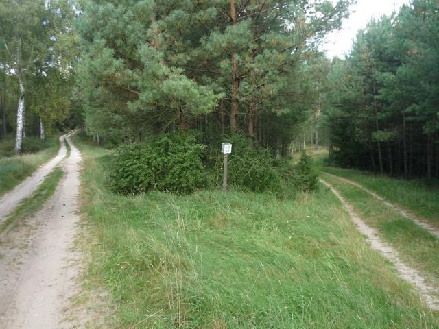 W lewo w kierunku Szlaku Puszczańskiego, w prawo w kierunku Łąk Studzienieckich