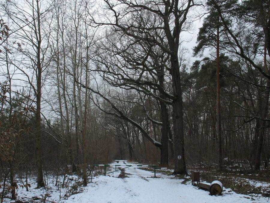 Las Pyrski