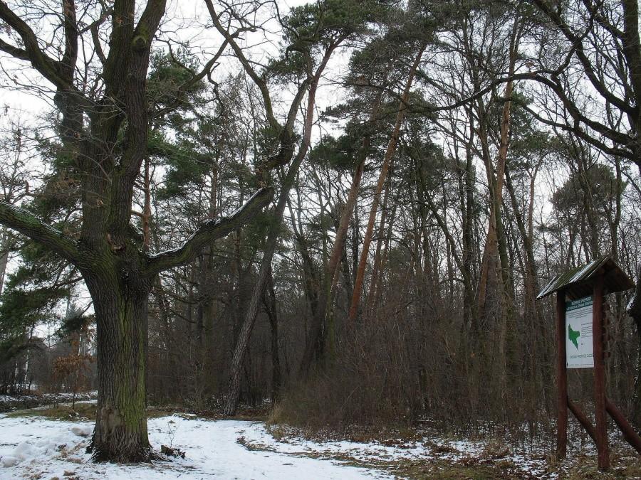 Las Pyrski - przy czerwonym szlaku