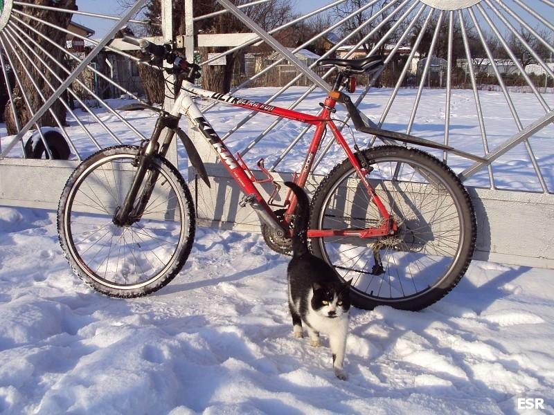 Rowerowy strażnik