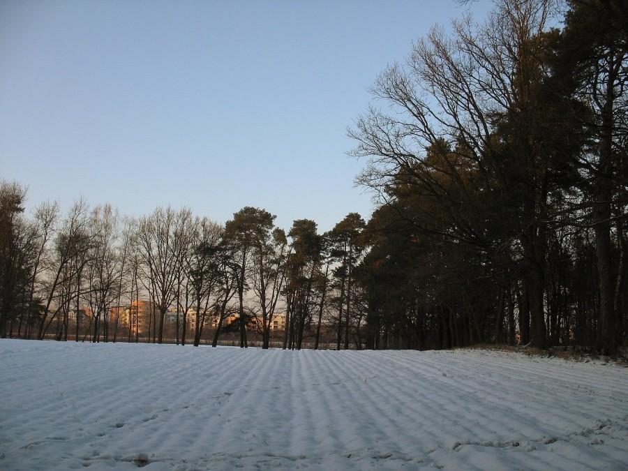 Ursynów - na granicy pól i lasu