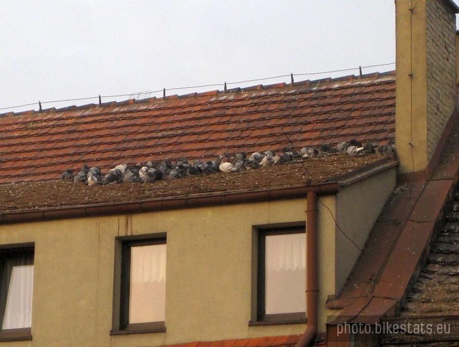 w grupie cieplej - kostrzyński rynek