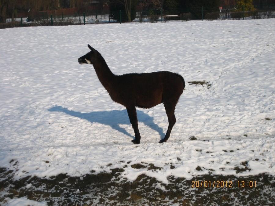 lama w ZOO nie była zainteresowana mną ani rowerm