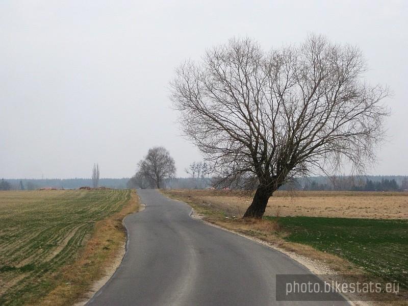 Kołata - Te drzewa najbardziej kojarzą mi się z Polską właśnie.