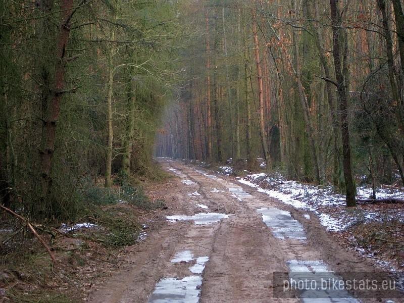 Gdzieś w głębi lasu...