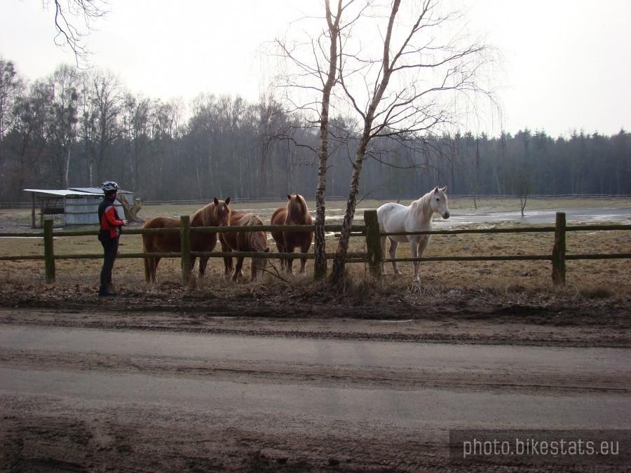 Jedni podziwiali konie i fotografowali ze wszystkich stron....