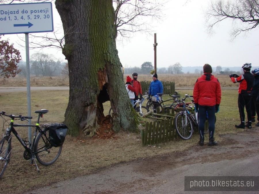 Przystanek przy starym spróchniałym dębie.