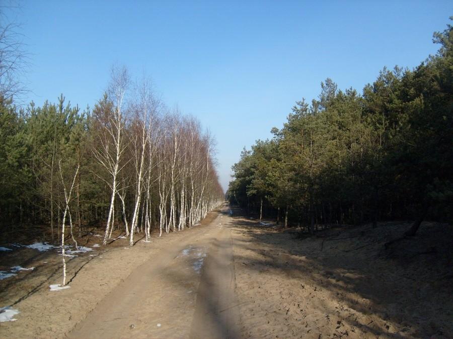 Brzozowa ścieżka