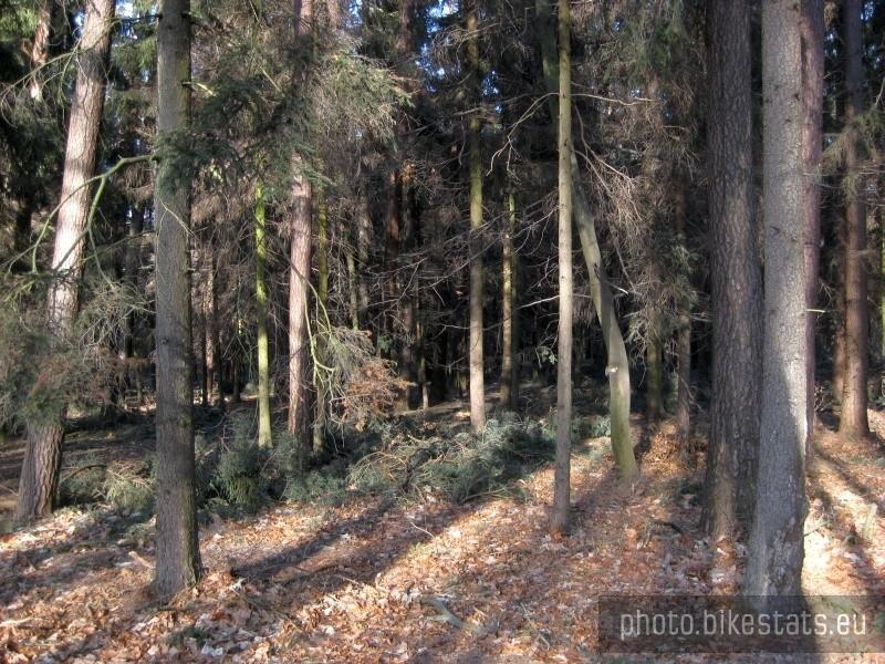 Puszcza Zielonka - las świerkowy