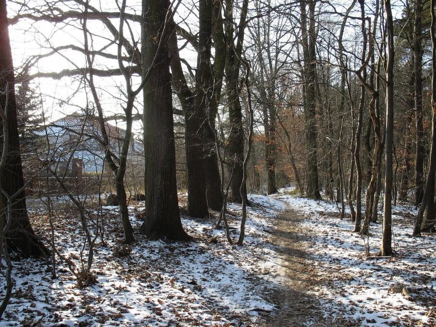 Południowe obrzeża Lasu Kabackiego