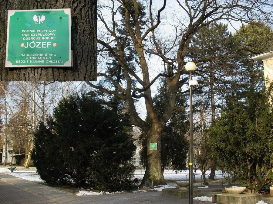 Dąb Józef na terenie starego kampusu SGGW