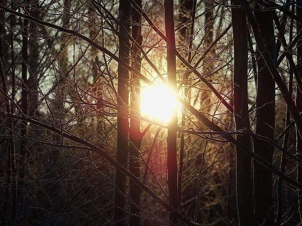 Słońce przeciskające się przez gałązki, czyli grunt to bezpretensjonalny tytuł zdjęcia ;)