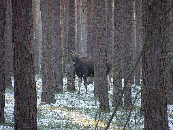 Chuchający łoś :)