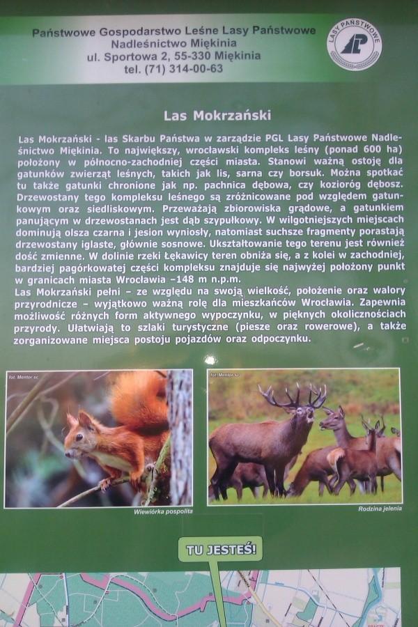 Opis - Las Mokrzański