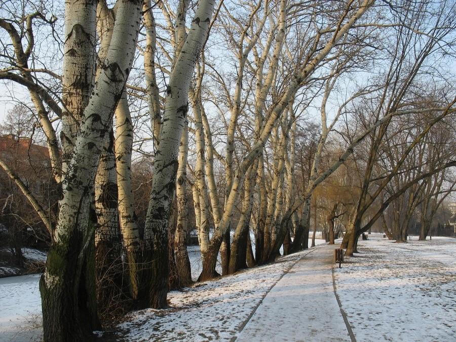 Topole białe w Parku Sieleckim