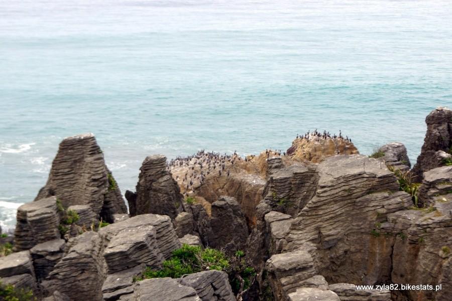 Pingwiny na pancake rocks