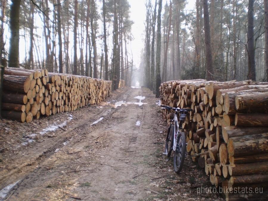 Darzybór - ścięte drewno