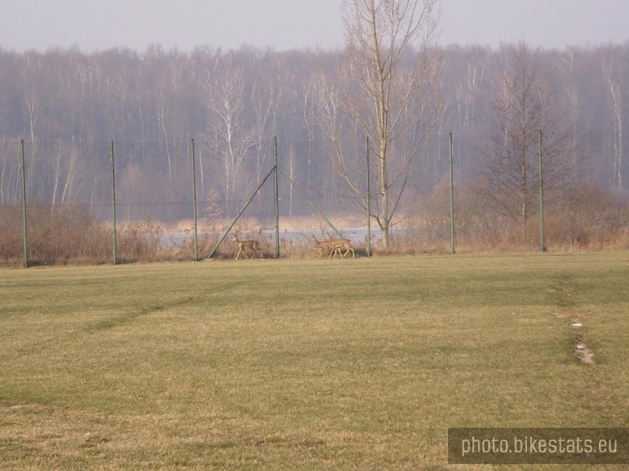 Małe sarny na boisku Unii Swarzędz