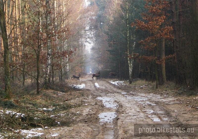 stado jeleni przebiegających przez drogę leśną