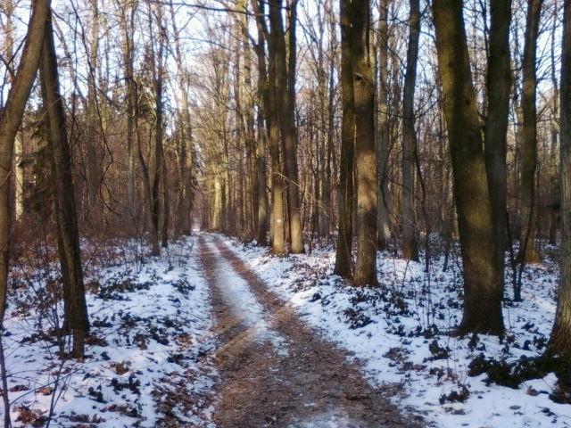 Las Okręglik