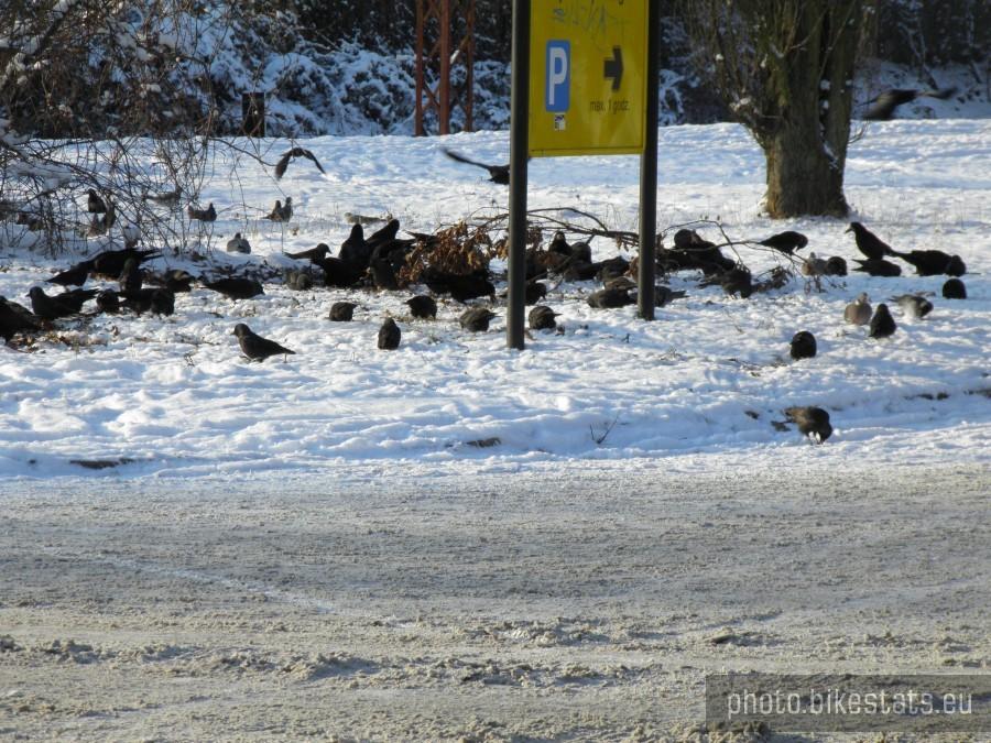 Wygłodzone ptaki, głownie to gawrony