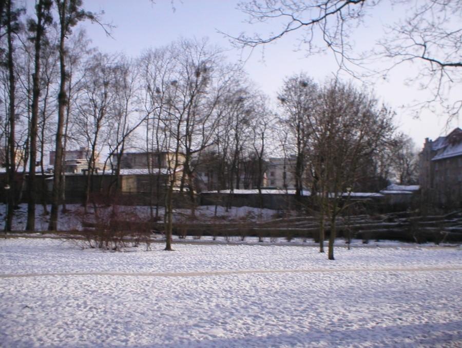 ELBLĄG-ŚCIĘTE TOPOLE NAD KUMIELĄ