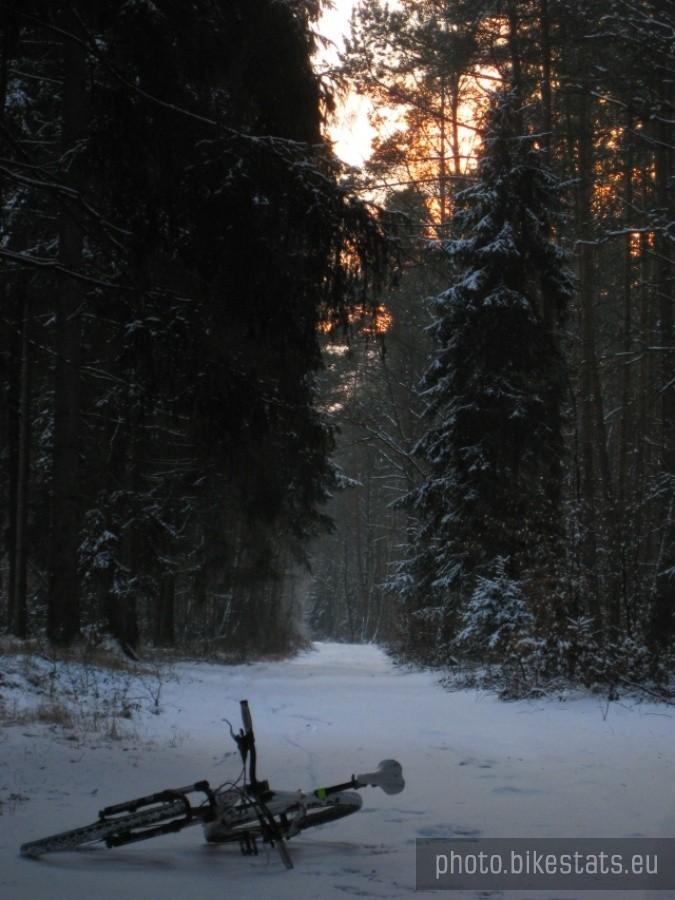 Wierzonkowskie leśne ostępy przed wieczorem.