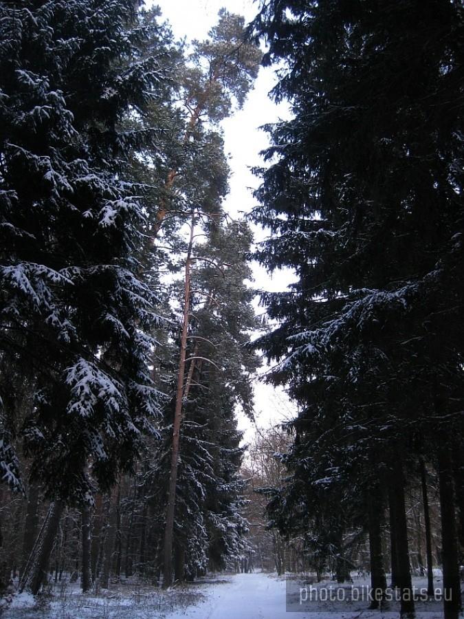Chylące się korony drzew...czyżby przede mną? Chyba nie...:-)