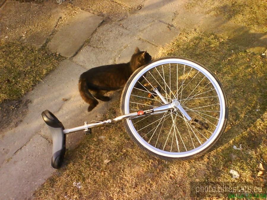 Kot-przybłęda, fan monocyklingu.