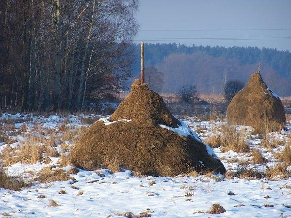 Stogi na śniegu