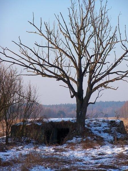 Stara piwnica