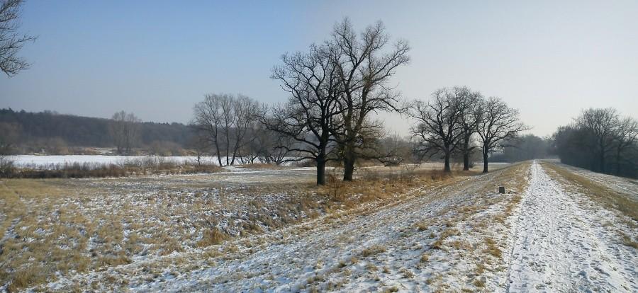 drzewa nad Odrą