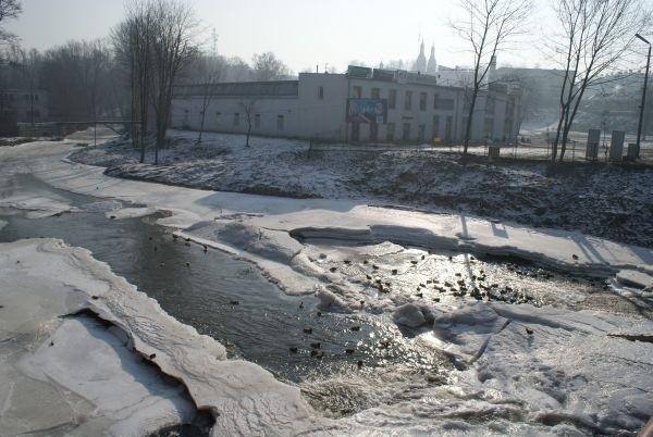 kaczki mają coraz mniej miejsca na Wolbórce