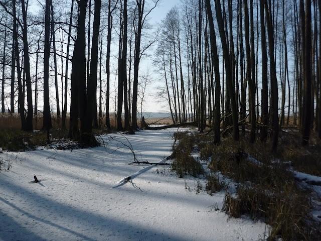 Kanałekiem na bagna
