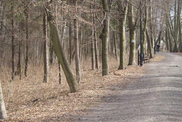 wiewióra myk na drzewo