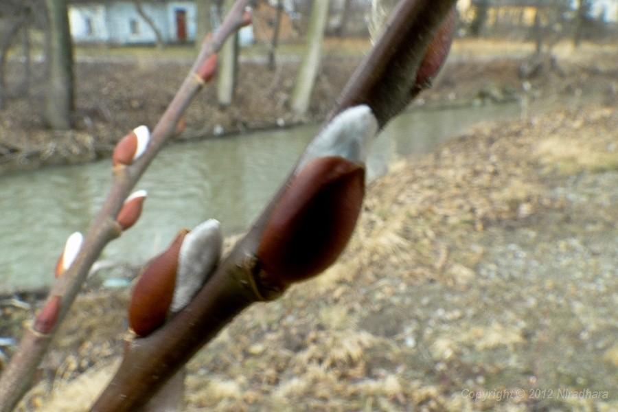 są bazie - będzie wiosna